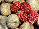 Kurutulmus, Vakumlanmış, Livermore (Kırmızı) İç Ceviz - 250gr - Görsel 4