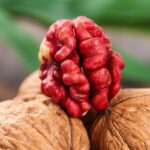 Livermore Kabuklu Kırmızı Kuru Ceviz 5kg (Kutu) - Görsel 7